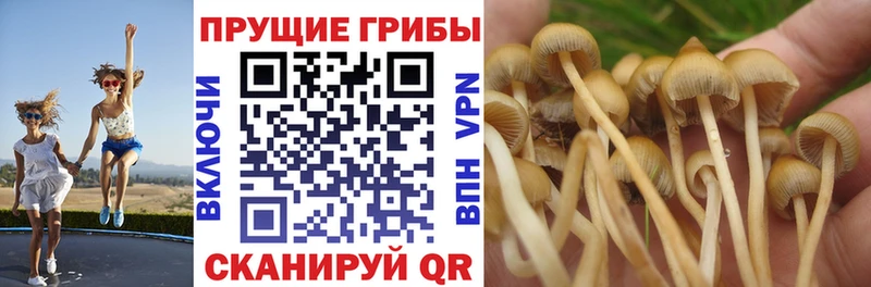 darknet Telegram  Курлово  Галлюциногенные грибы Psilocybe  хочу  